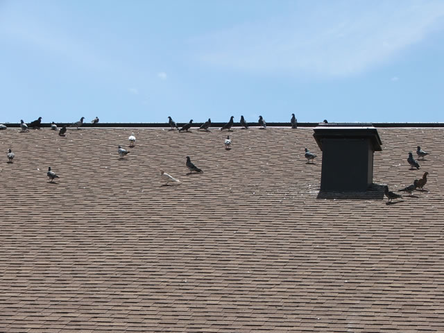 Allstate Bird and Animal Control, pigeons on a roof
